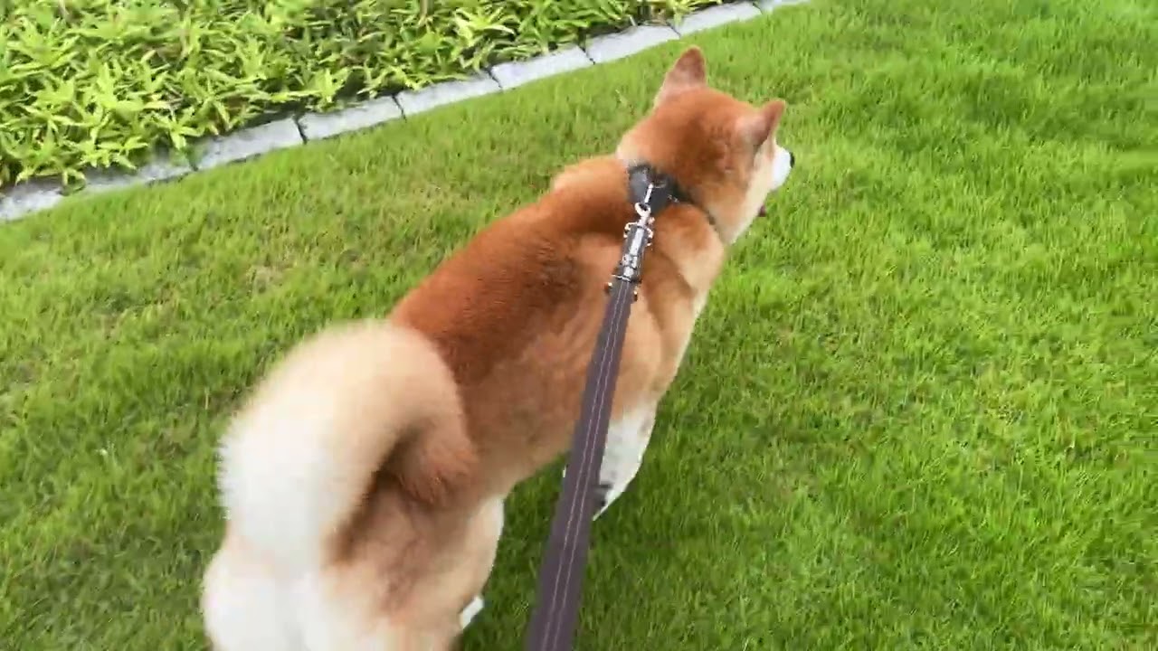 Boldly Shortcutting Through the Grass 🌿🐕