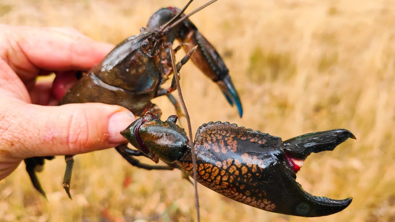 Catching MASSIVE yabbies