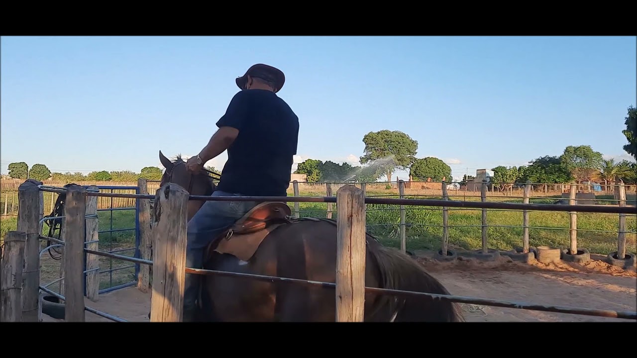potro remendo no redondel.
