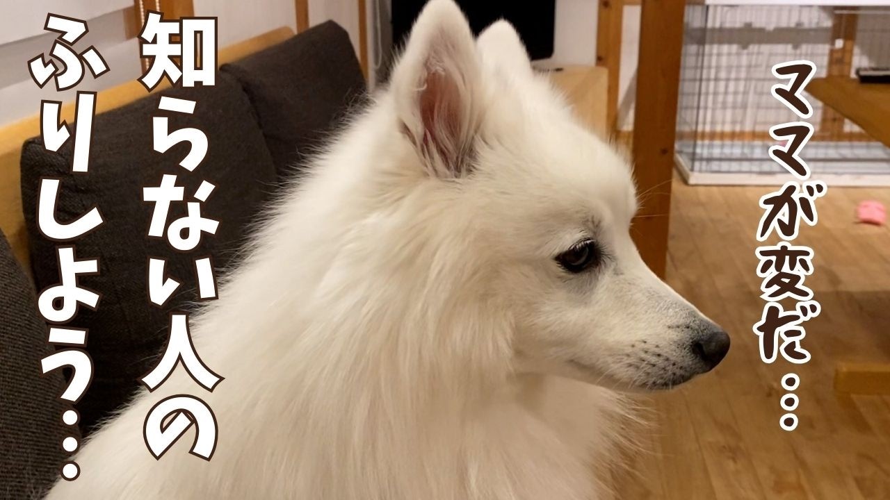 【悲報】犬が首をかしげる音を地声で再現したら飼い主が壊れたと思われた【日本スピッツ】