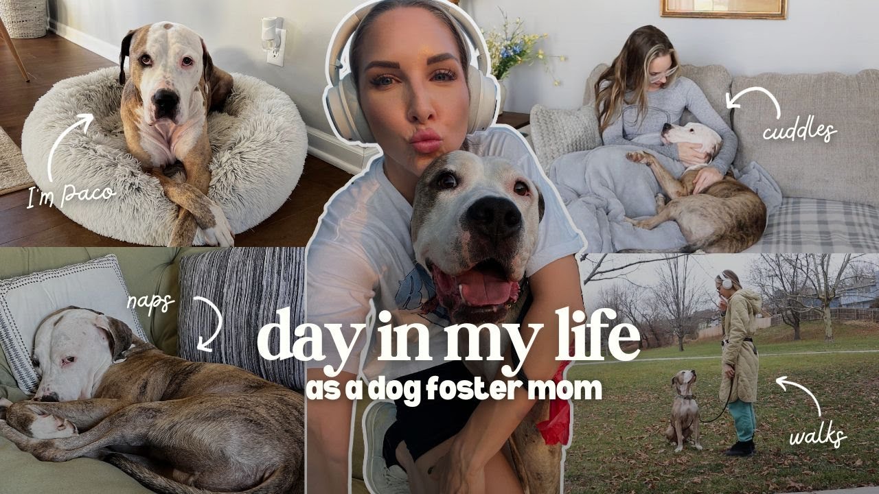 DAY IN MY LIFE as a DOG FOSTER MOM | what it's like to foster a dog