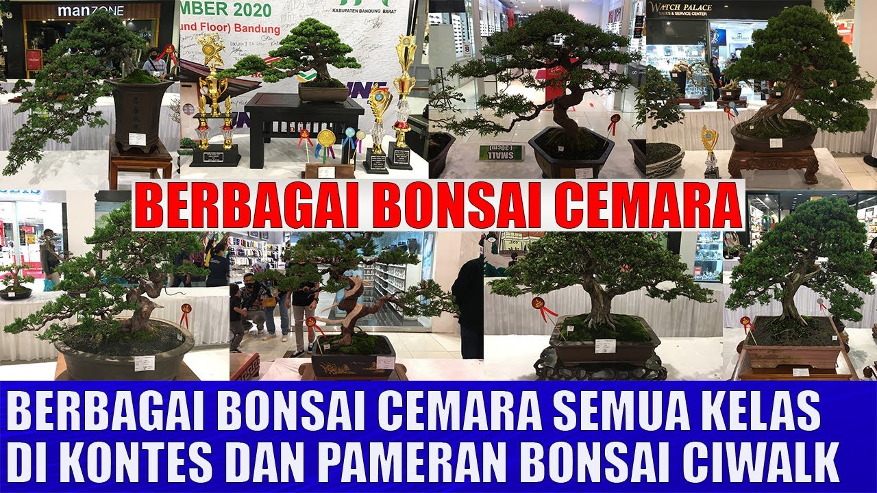 BERBAGAI BONSAI CEMARA YANG BERADA DI KONTES DAN PAMERAN BONSAI CIWALK BANDUNG
