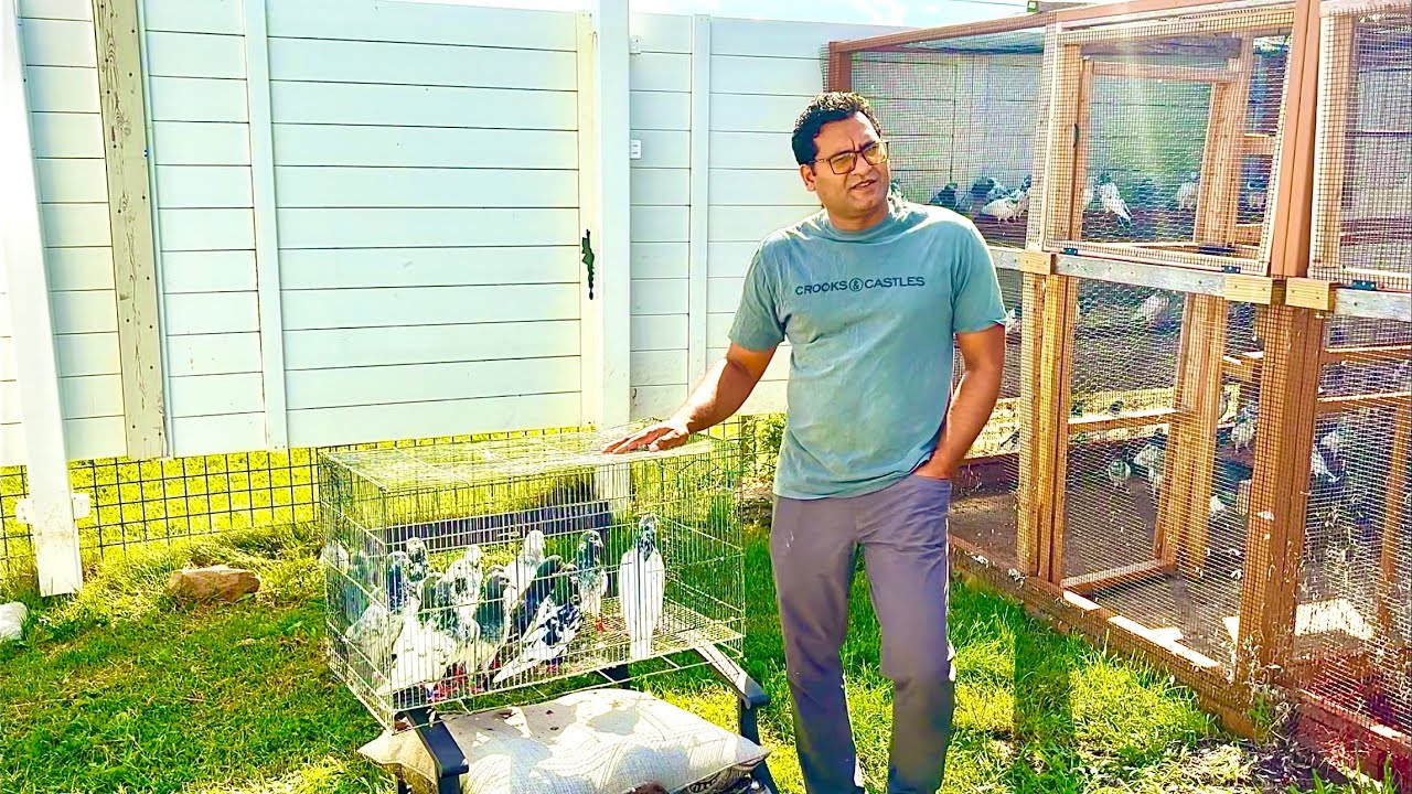 Very unique and rare collection of Pakistani high flyer pigeons of Raza Malik from Pennsylvania USA