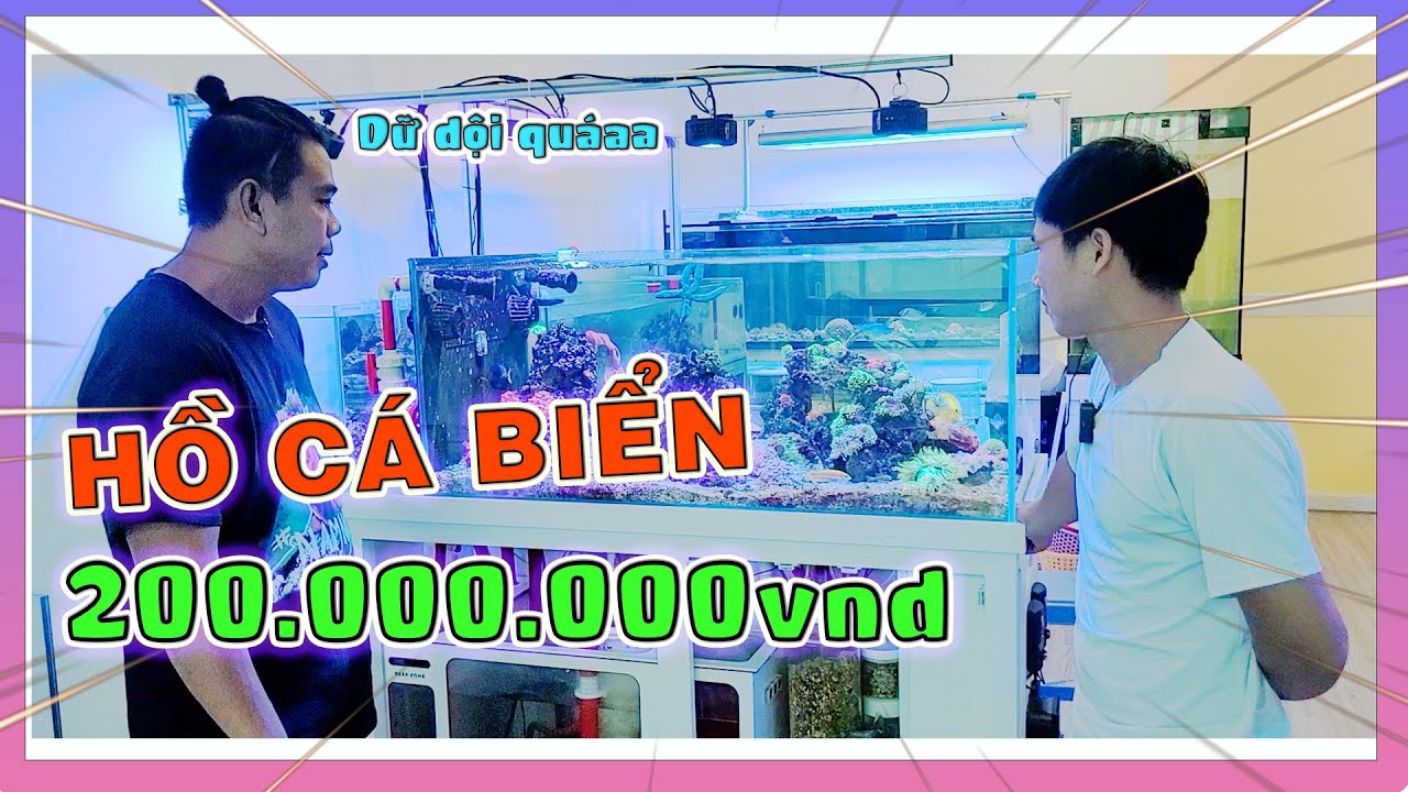 C&oacute; G&igrave; Trong Hồ C&aacute; San H&ocirc; Biển Trị Gi&aacute; Hơn 200 Triệu Của Chủ Shop Saigon Marine Aqua? | Nam Ng&ocirc;