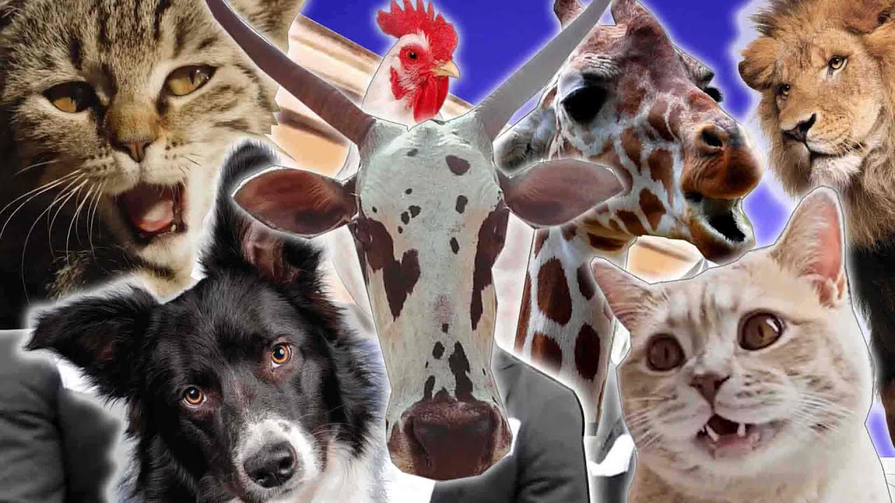 Animals MEGA COMPILATIONS - Coffin Dance Song (COVER) #110