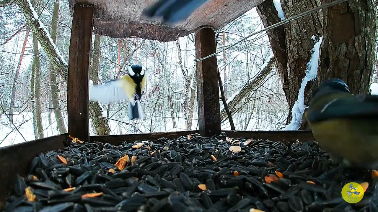Лісова годівниця, лютий 2026
