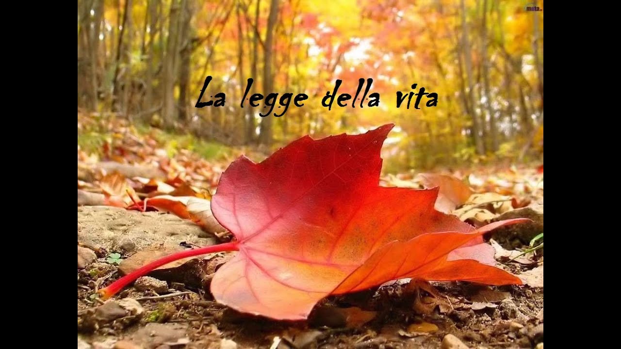 LA LEGGE della VITA del Gen Rosso interpretata dal GRUPPO GIOIA di Lendinara (RO)