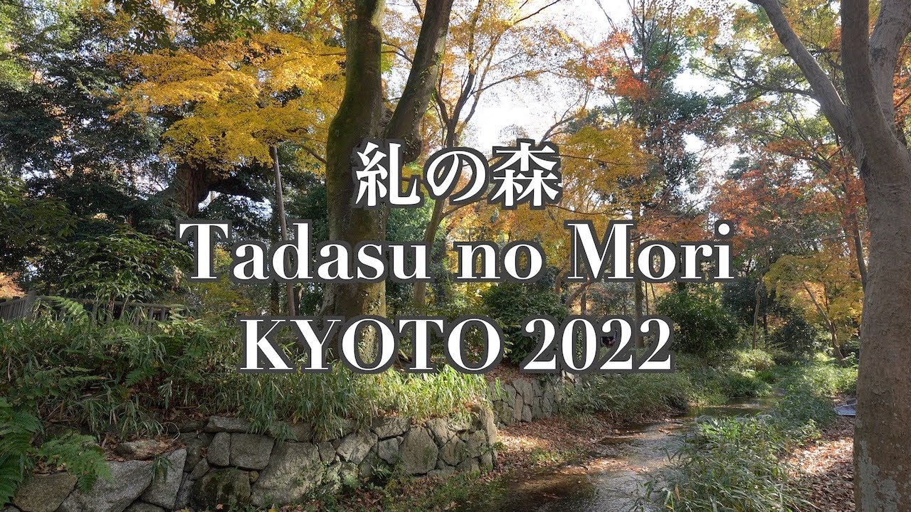 【京都】糺の森の紅葉/Autumn leaves of Tadasu no Mori in Kyoto 2022