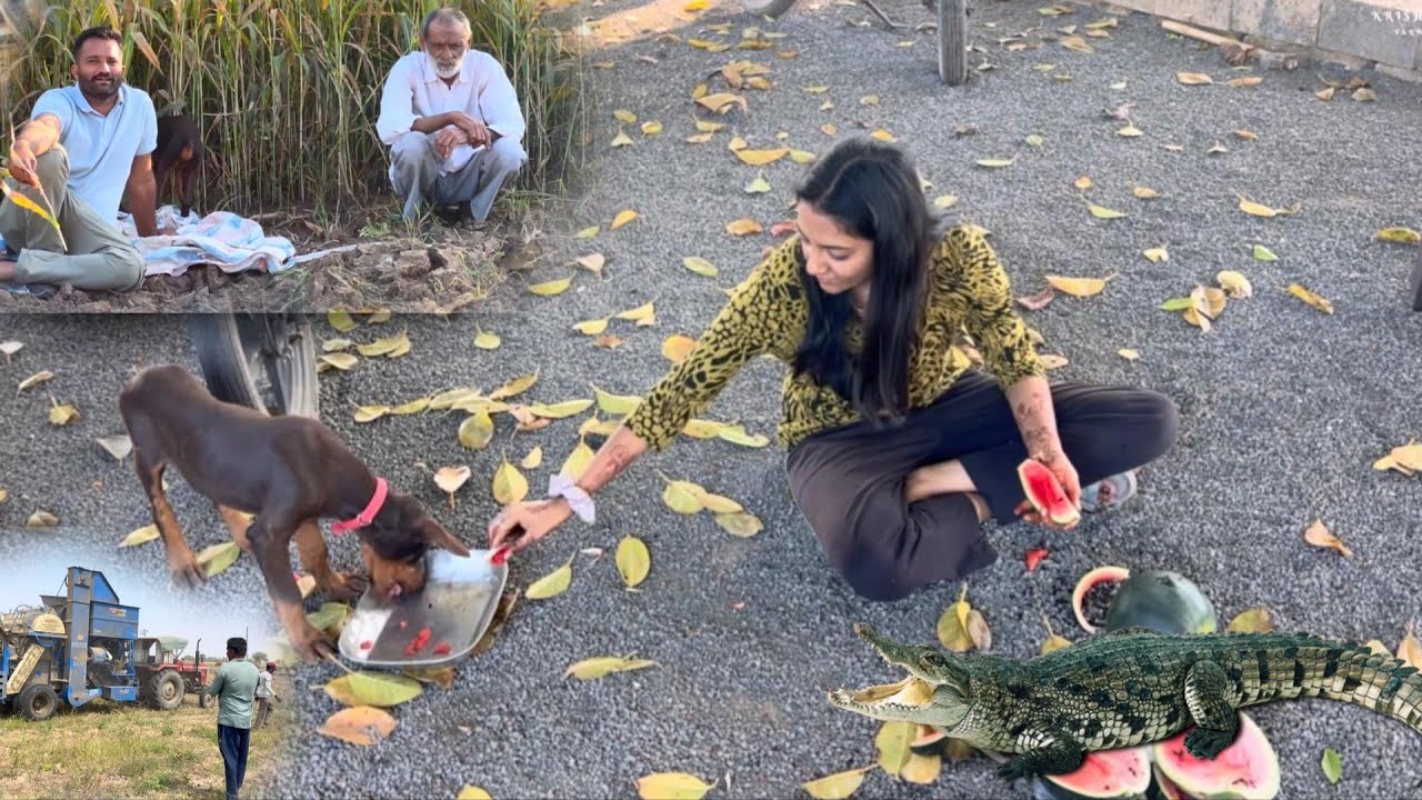 Etna bada crocodile kaha se aaya...