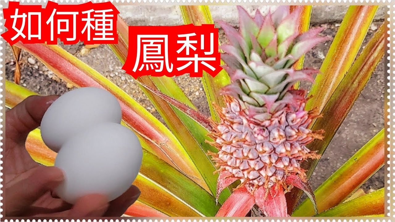 ❗強烈推薦二個臭蛋【鳳梨頭種出鳳梨】很甜很大【如何讓蛋臭】如何用臭蛋很簡單一看就会 保證成功結鳳梨