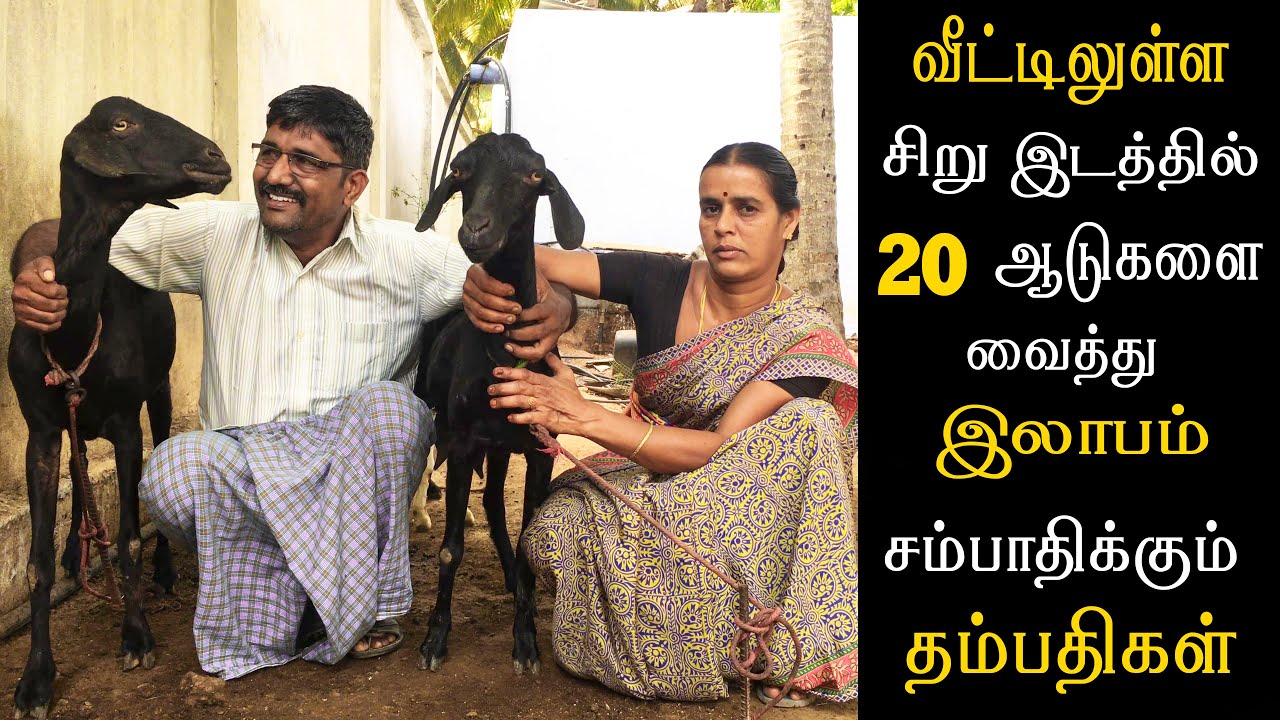வீட்டிலுள்ள சிறு  இடத்தில் 20 ஆடுகளை வைத்து இலாபம் சம்பாதிக்கும் தம்பதிகள் || Goat Farm in House