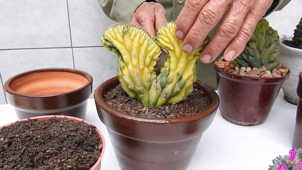 Como retirar los hijuelos de un injerto   1