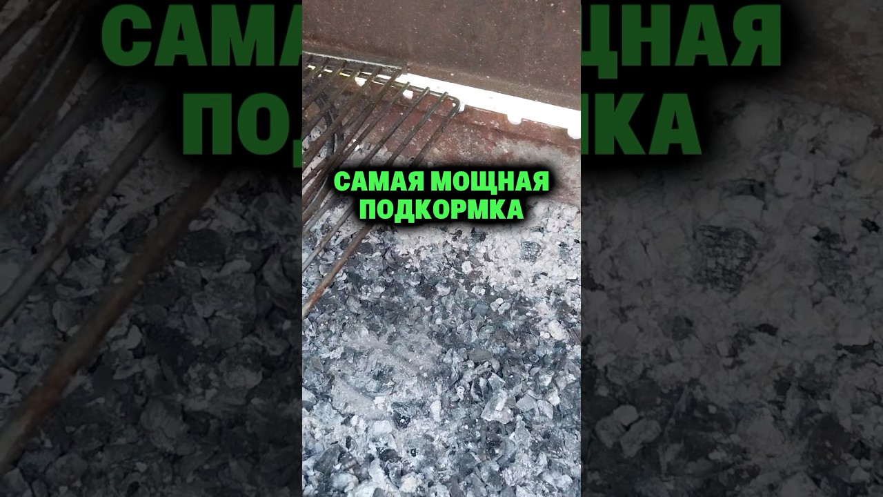 The most powerful fertilizer #dacha #garden #vegetable garden #harvest #seedlings