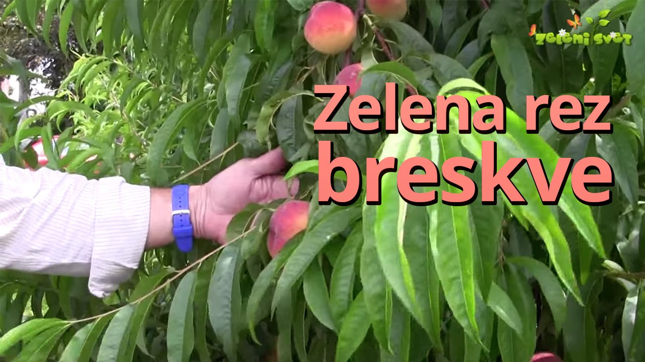 Zelena rez breskve