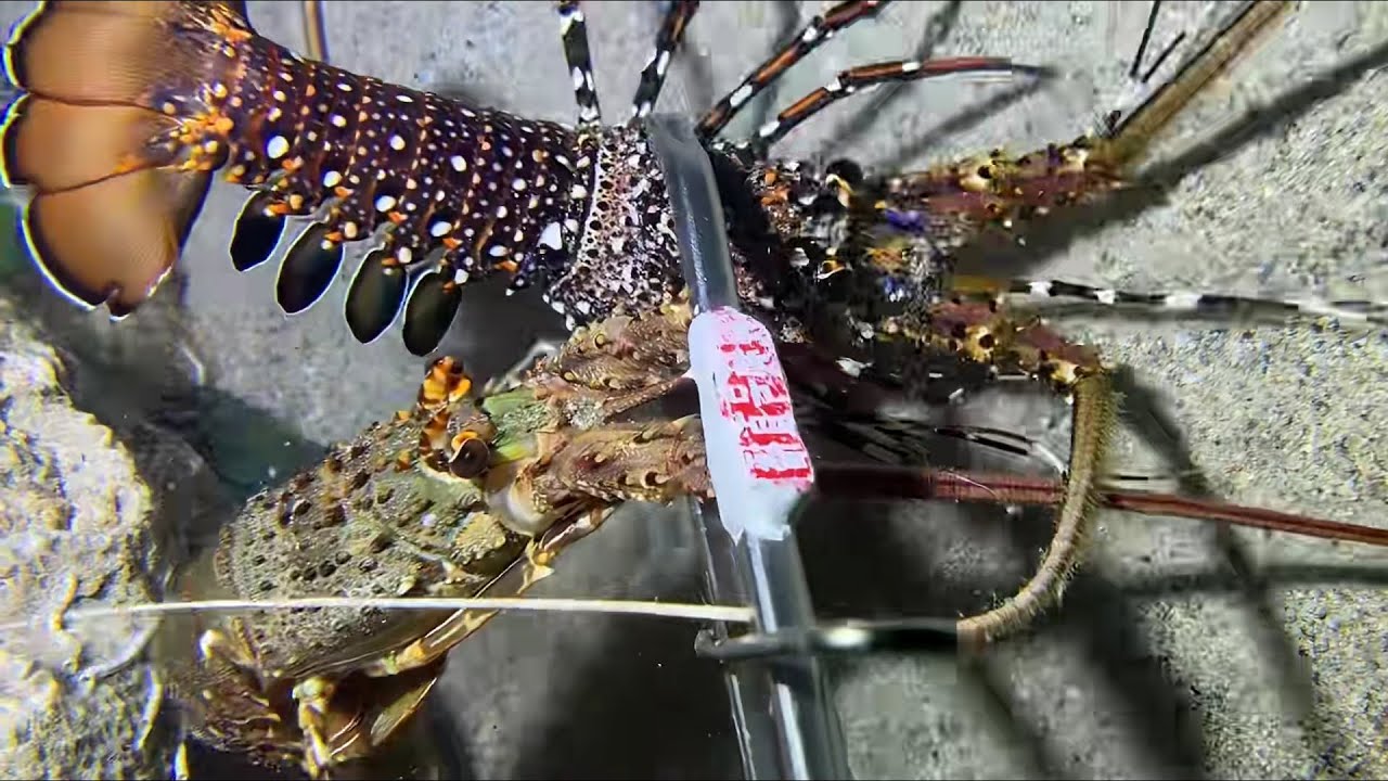 Diving under the sea to catch eels, crabs and sea cucumbers | Part 160-4