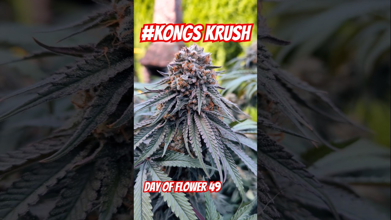 Flower Day 49 &ndash; Frosted Up. Final Push Ahead ❄️