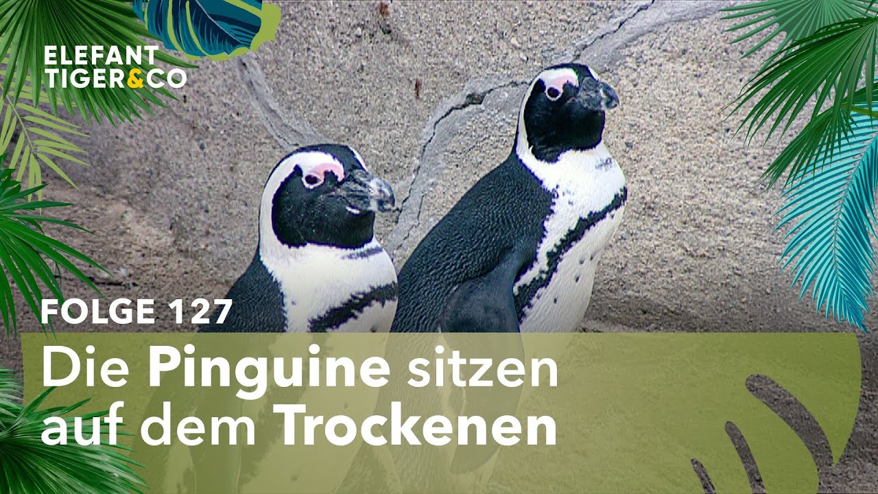 Große Reinigung des Pinguin-Beckens (Folge 127) | Elefant, Tiger & Co. | MDR