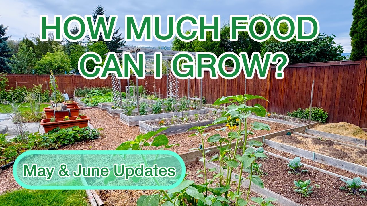 How Much Food Can I Grow? May & June Updates 🌱 🧄