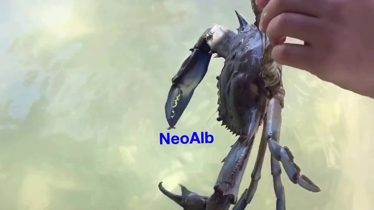 Gaforrja Blue ne Ujrat e Detit Jon ne Vlore