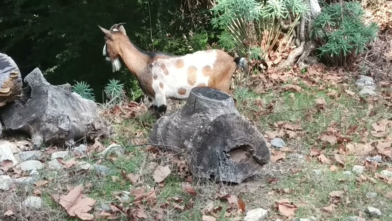La Capra Hircus