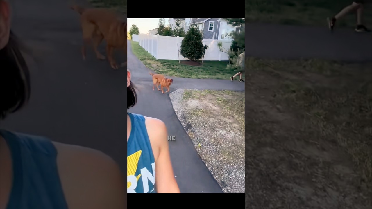 The Dog had to Choose between the Couple #shorts  #animal #dogs