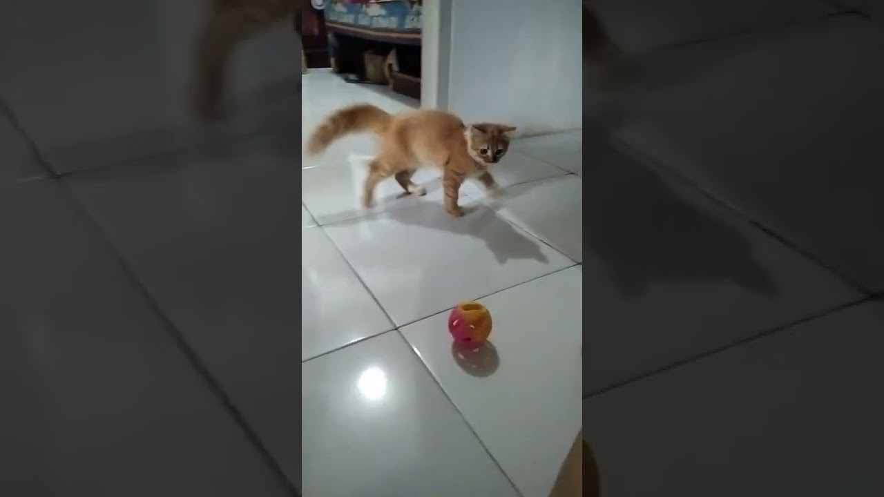 kucing lucu ipluk ipluk lulu oyen