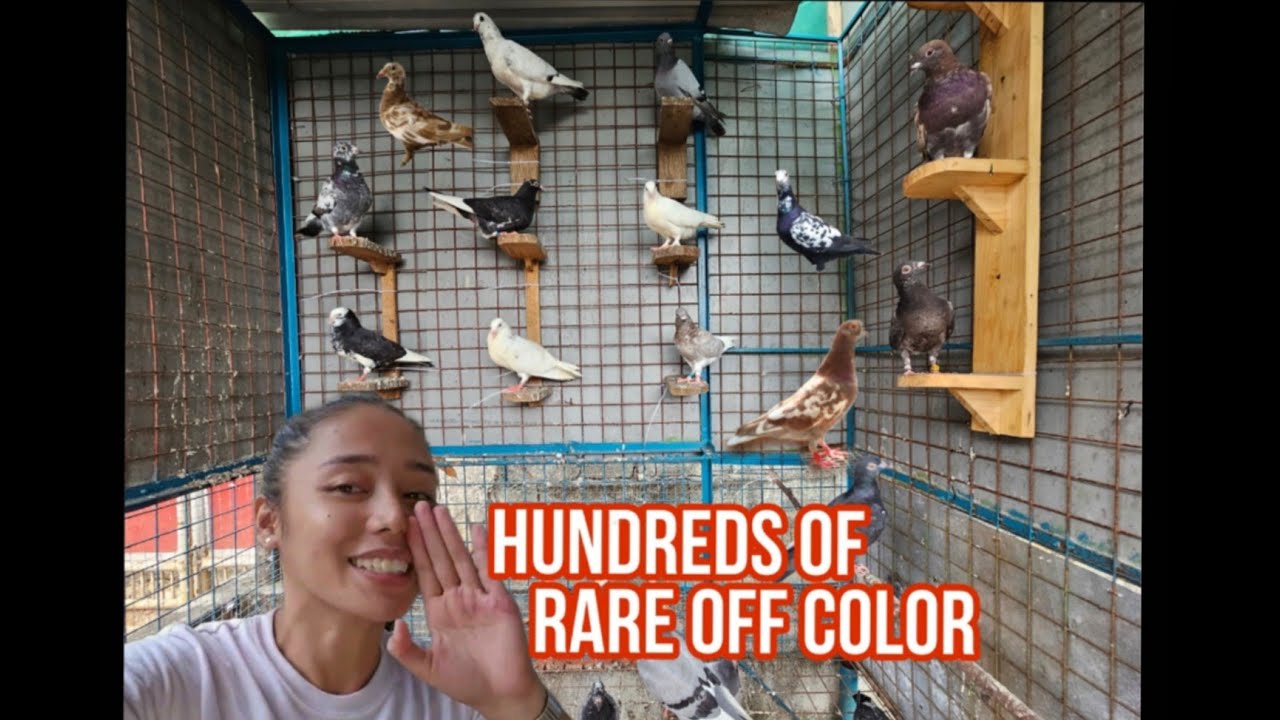 100+ Rare Off Color Racing Pigeon Collection