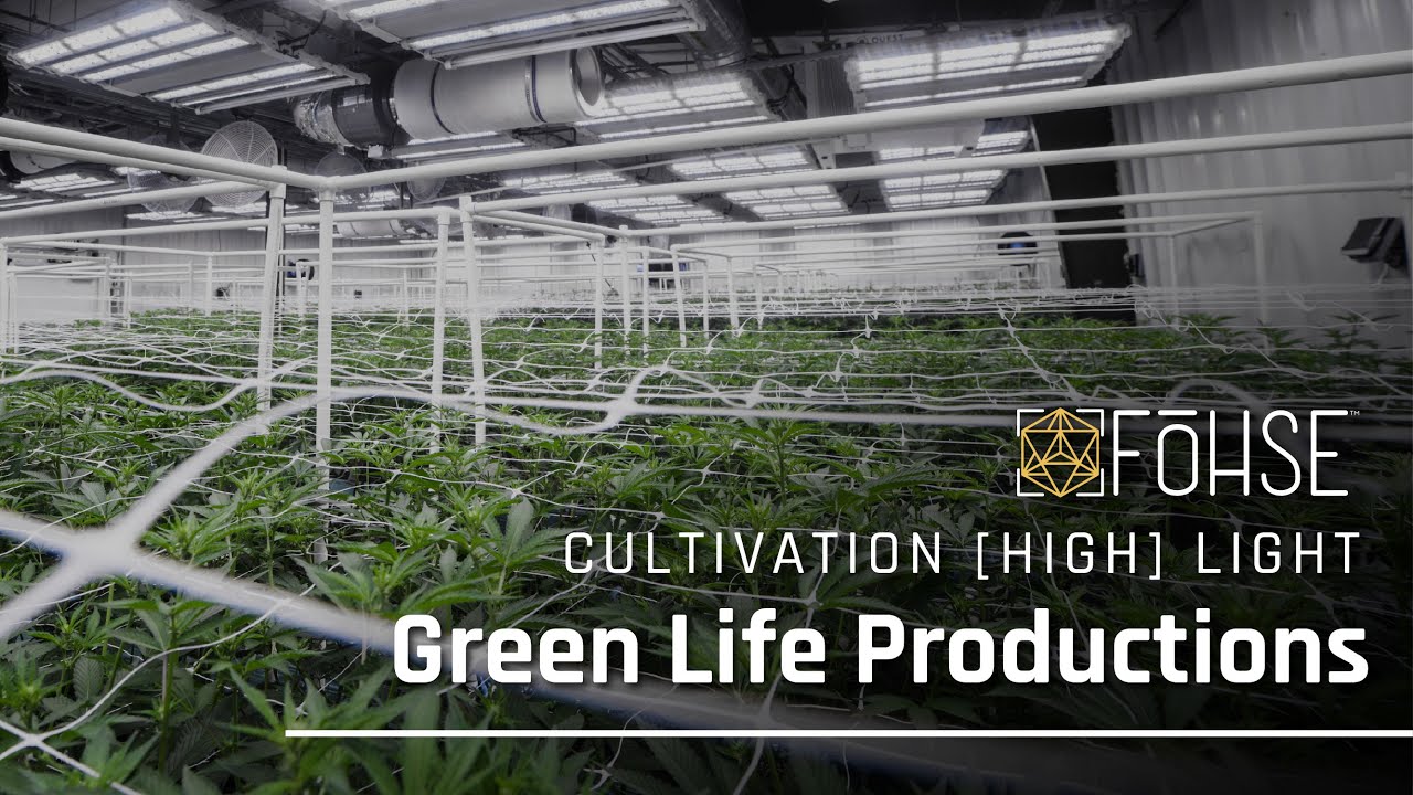 Green Life Productions | The Ferrari of LEDs | Cultivation Highlight