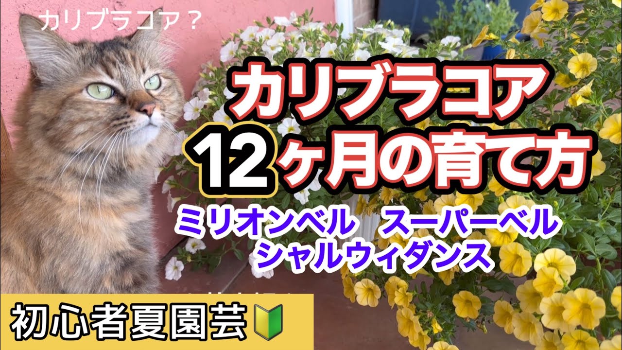 【カリブラコア１年間の育て方】全部のせ【ミリオンベル・スーパーベル・シャルウィダンス】挿し芽・切戻し・冬越し・植替え