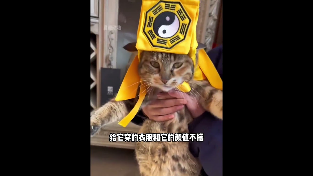 一只爱告状的狸花猫，但凡有一点不顺心就要找祖师爷哭诉#狸花猫 #大猫师兄 #祖师爷 #萌宠出道计划 #万物有灵#猫 #萌宠