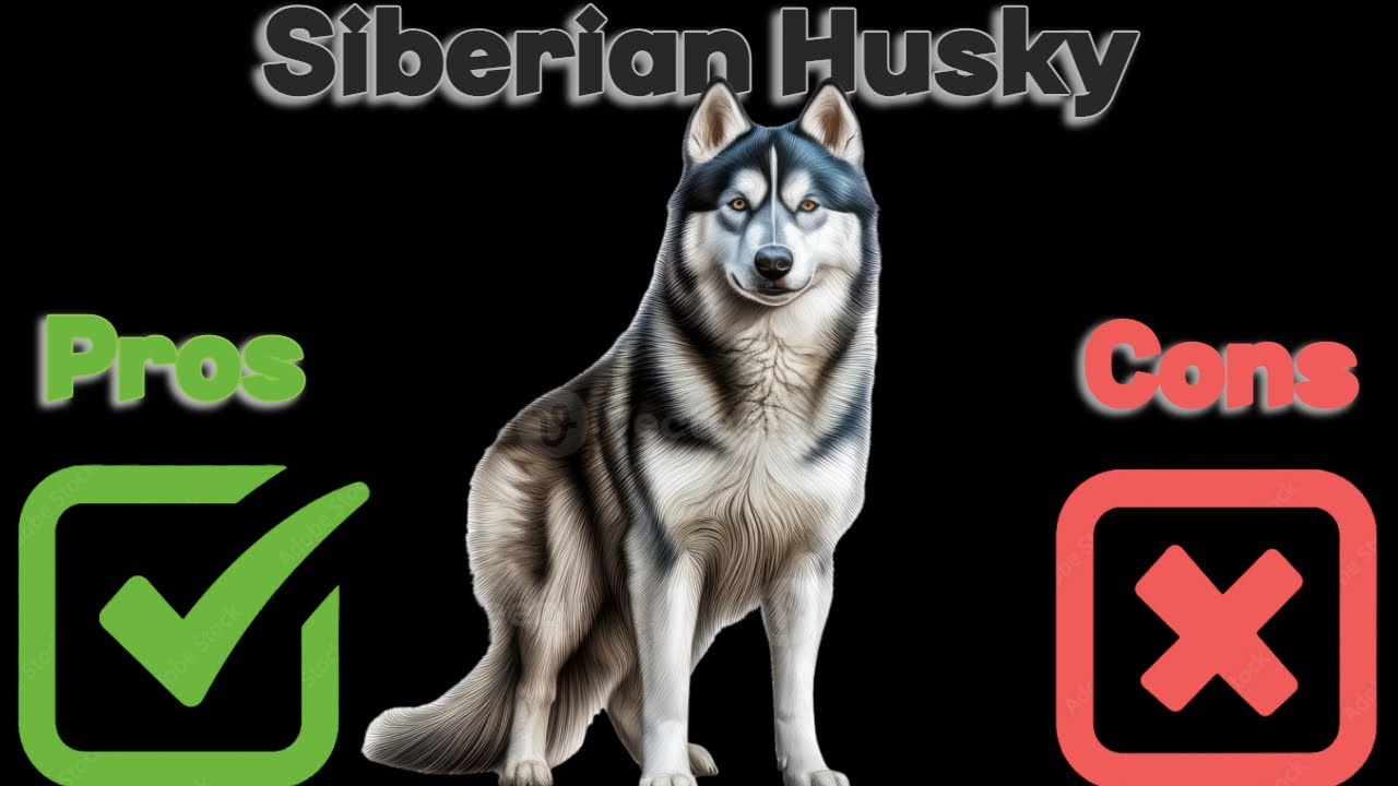 The Pros and Cons of Owning a Siberian Husky: Is This Breed Right for You?