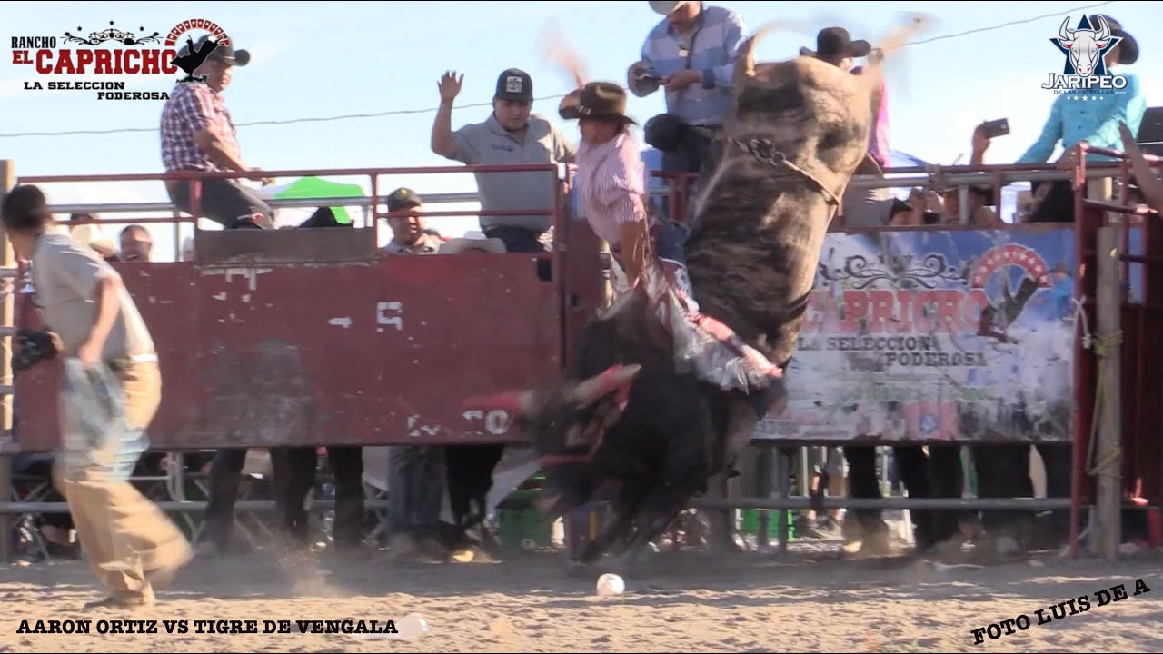 EL GRAN AARON ORTIZ HACIENDO LA QUEDA AL TIGRE DE VENGALA