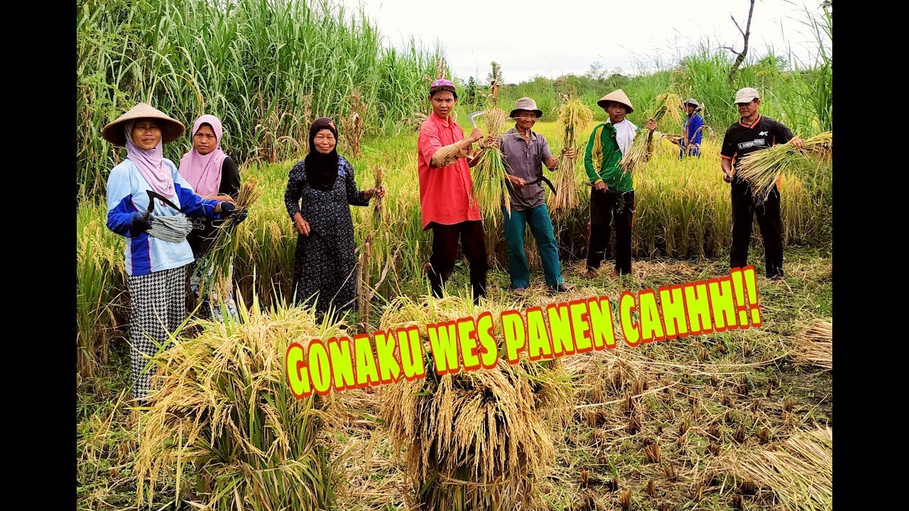 VLOG#2 GOTONG ROYONG PANEN PADI