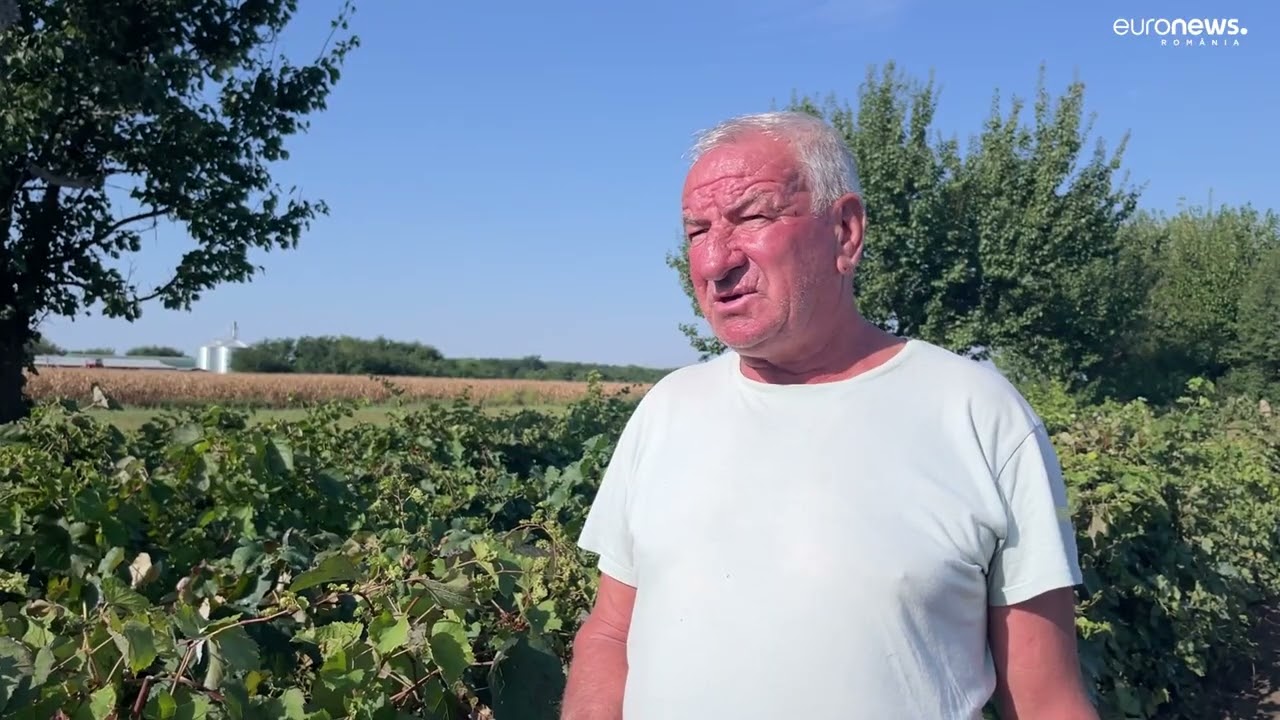 Zaibărul de Băilești, pe cale de dispariție. De vină sunt schimbările climatice