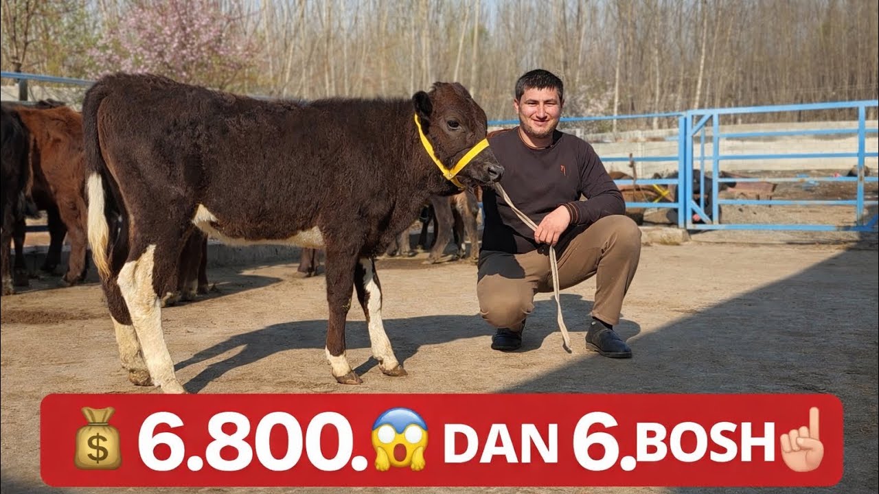💥AKA UKALAR BUGUN BOSHATISHGA QOYVORDI OLISHGA SHOSHLIG 6.800.DAN BUQALAR 2026_03_12_mart.