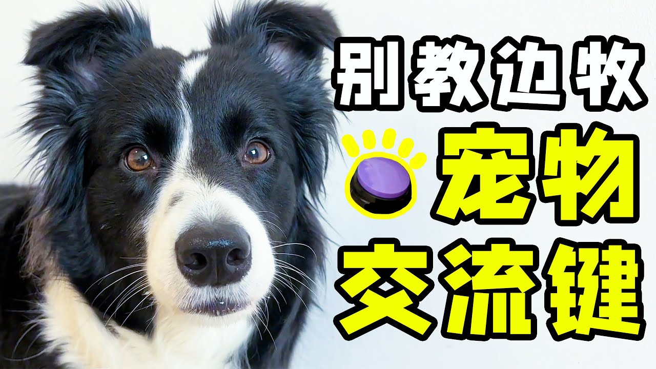 边牧用宠物交流键鄙视主人：狗狗是你不是我｜西卡船长