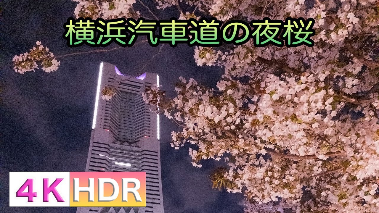 [4K/HDR]横浜夜景 汽車道の夜桜 / Night cherry blossoms of Yokohama Kishamichi Promenad