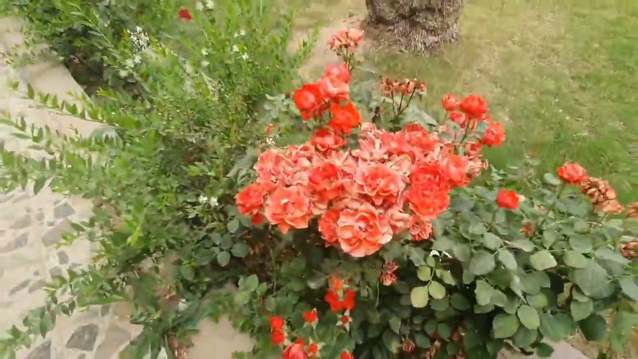 #بستان دونم مع دار استراحة مع الاثاث ((طابو زراعي - تحويل)) للبيع في #كربلاء_طريق_الحسينية_ام_ماشه