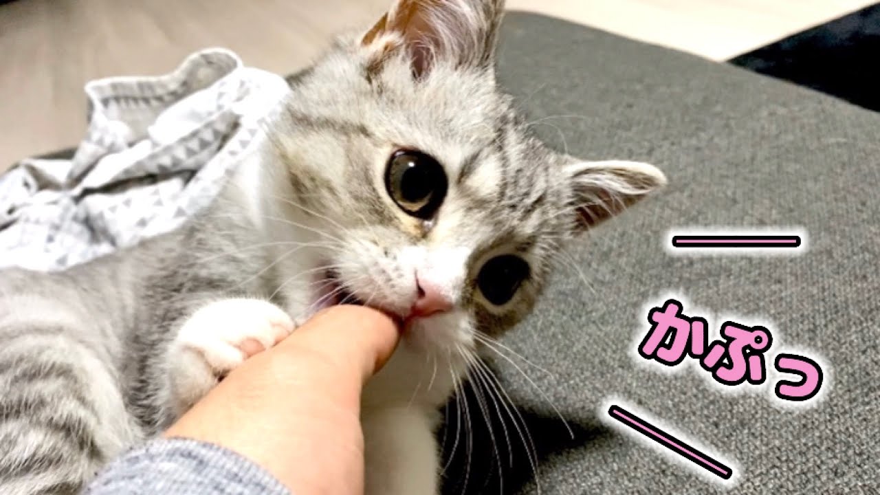 歯がむずむずして遠慮がちに甘噛みしちゃう子猫がかわいい…【スコティッシュフォールド】