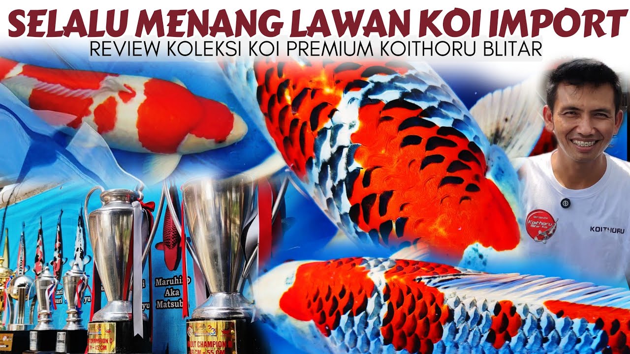 Review Koi Lokal Premium Milik Breeder Kujaku Viral Blitar