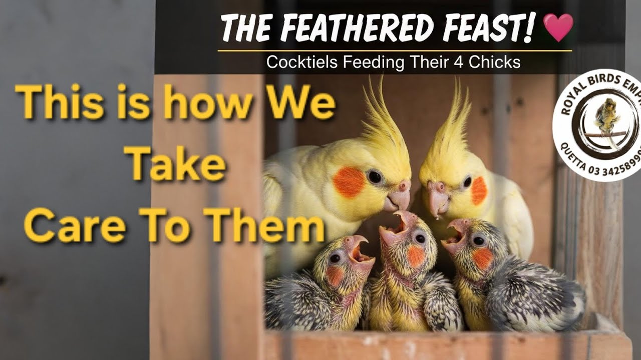 The Feathered Feast |  Cocktails Feeding Their Four 4 Chick's ||#RoyalBirdsEmpire #2026breed