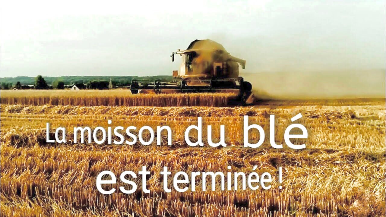Moisson du bl&eacute; | 2017