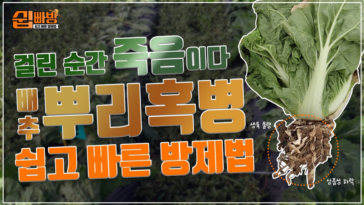 [쉽빠방] 배추에 혹이 났다니!!🥵 배추의 가장 큰 시련 '뿌리혹병'에 대해 알아보자