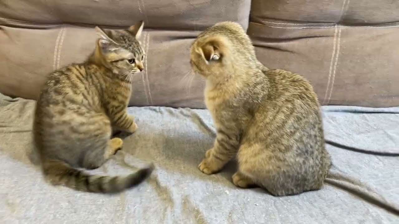 Серьезные разборки Леи и Лиора)