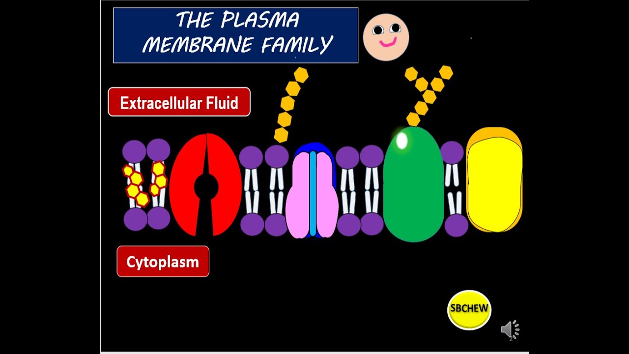 Biology F4  Chap 3: (2) Plasma Membrane Structure ( Protein, Cholesterol) #kssm #igcse #spm #Biology