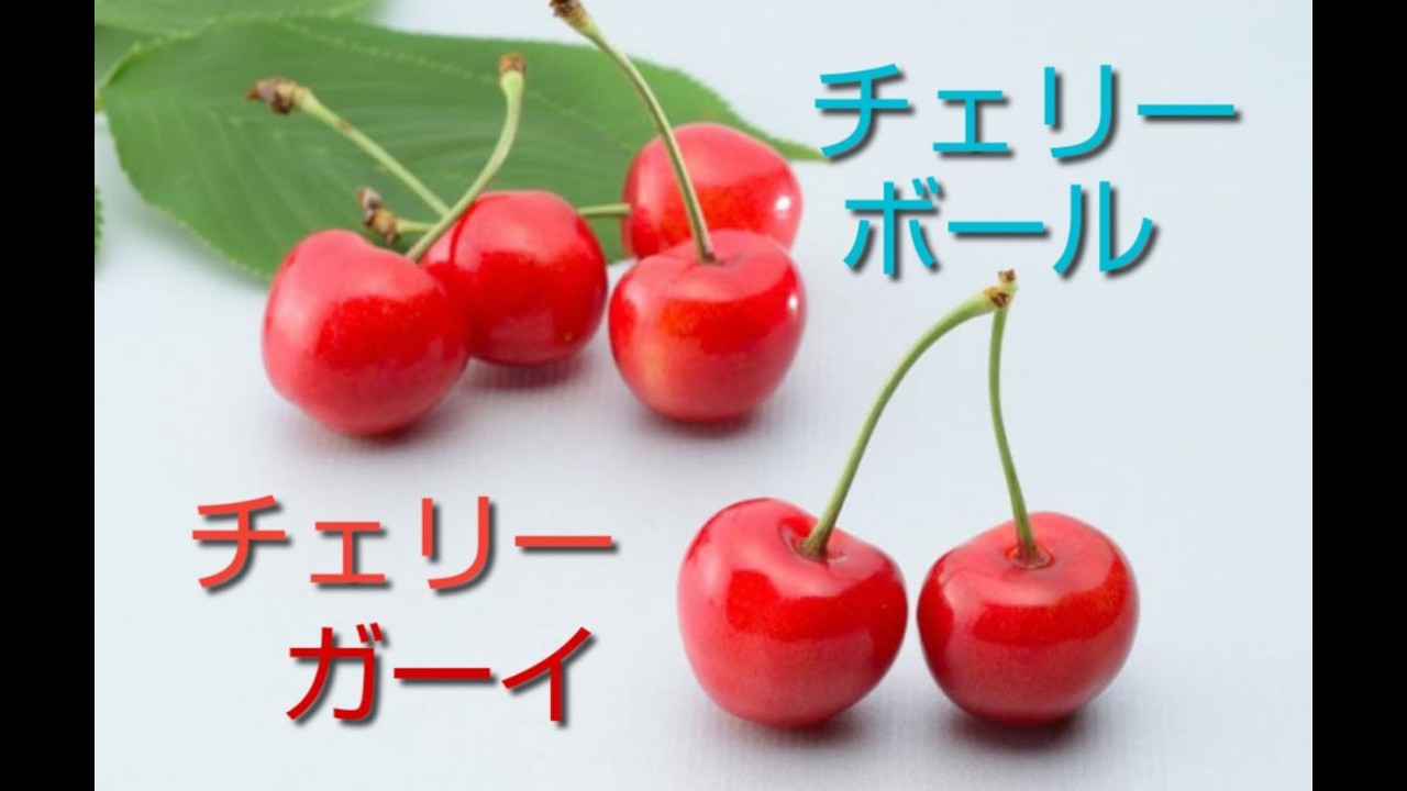 チェリーボール・チェリーガーイ（2月26日）