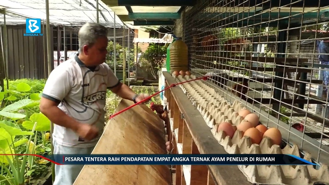 Pesara tentera raih pendapatan empat angka ternak ayam penelur di rumah