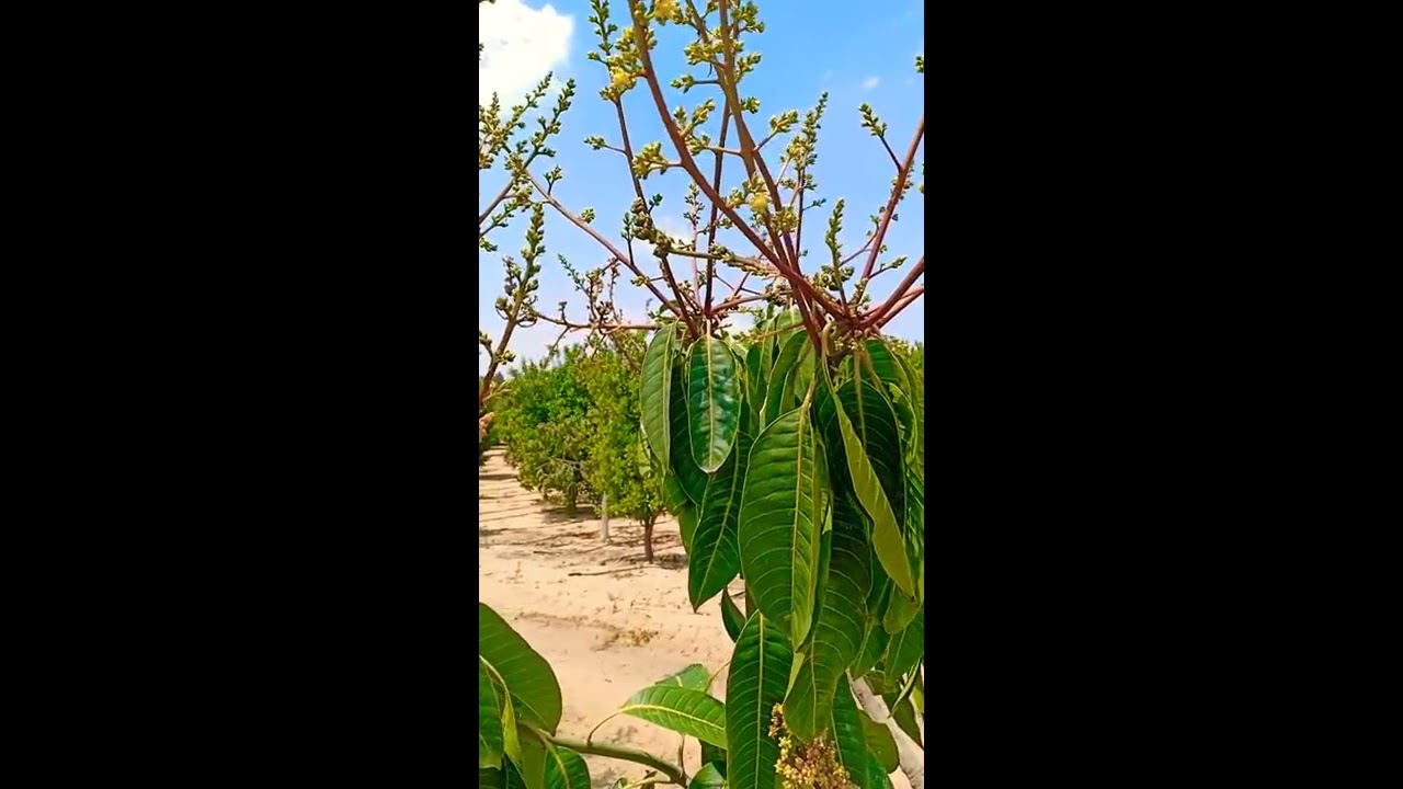 نتائج تقليم التزهير في صنف المانجو الكيت ⁦☺️⁩⁦✔️⁩⁦⁩⁦🇪🇬⁩