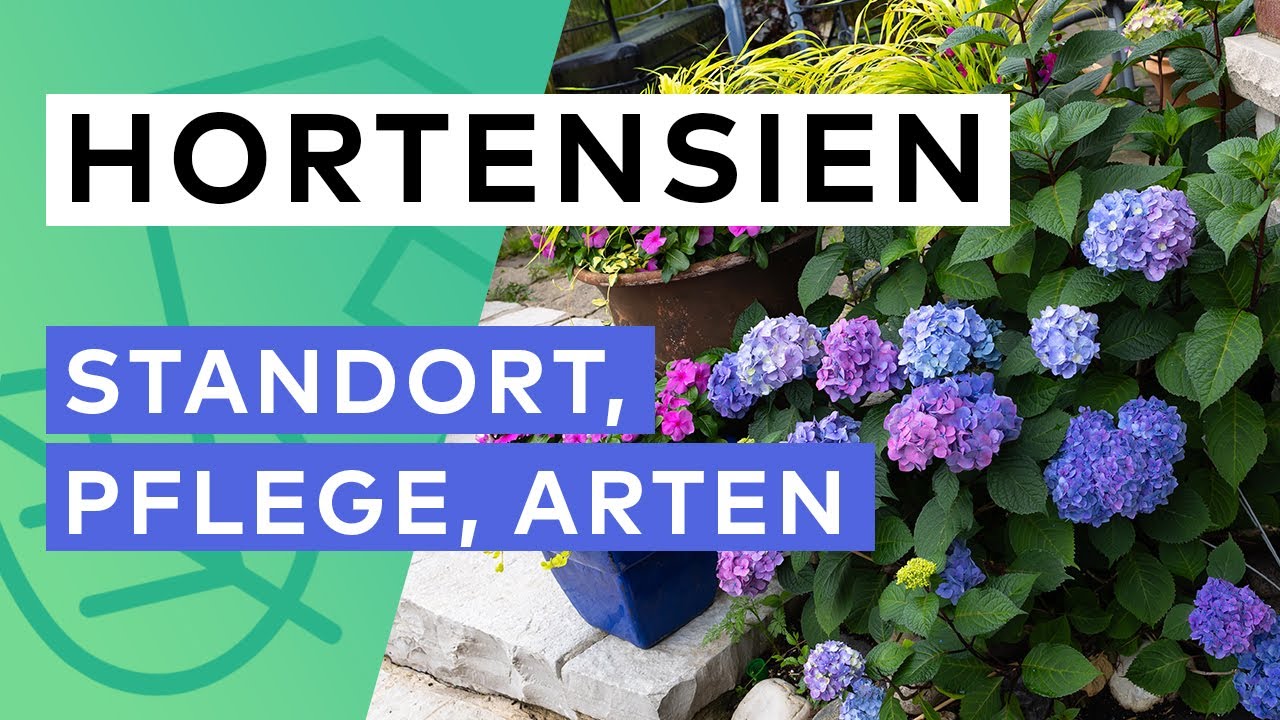 HORTENSIEN ARTEN: Standort📍 Pflege 🌿 Schneiden ✂️