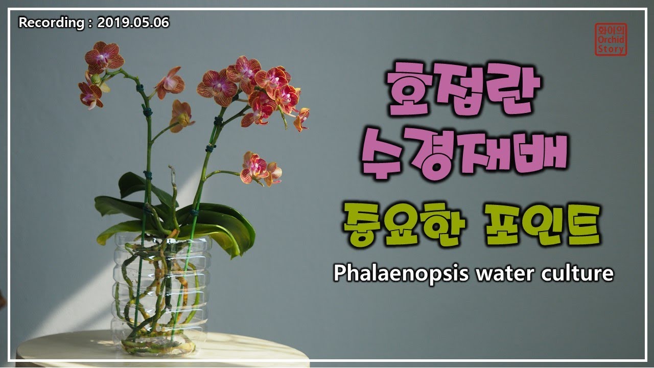 호접란 수경재배 | Water Culture of Phalaenopsis | 화이 Orchid Story